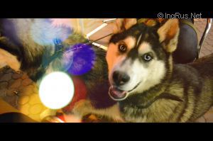 Dog Photo