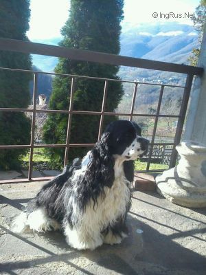 Dog Photo