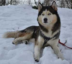 Dog Photo