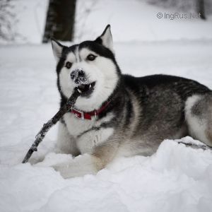 Dog Photo