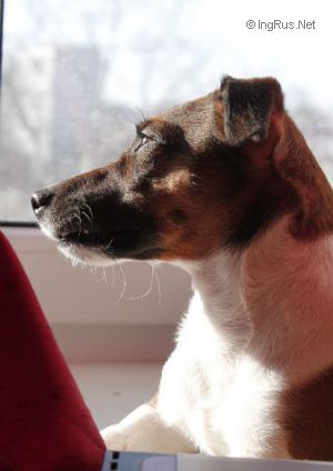 Dog Photo