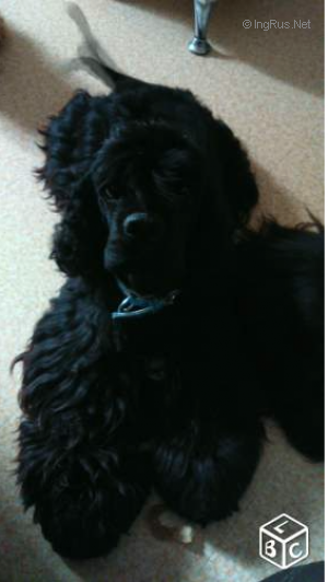 Dog Photo