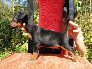 Dog Photo