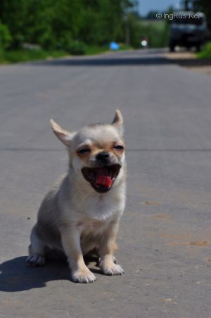 Dog Photo