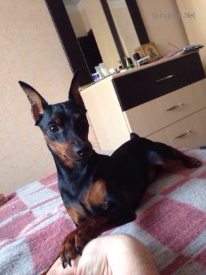 Dog Photo