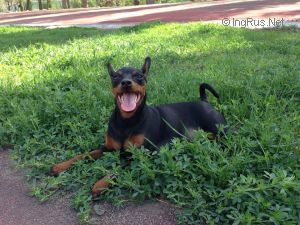 Dog Photo