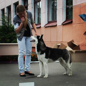 Dog Photo