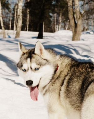 Dog Photo