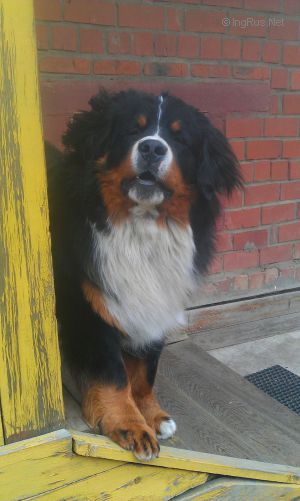 Dog Photo
