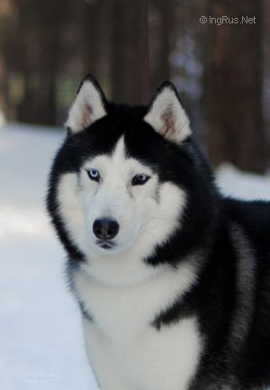 Dog Photo