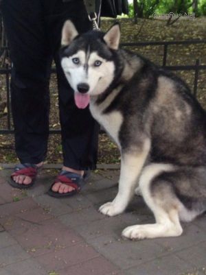 Dog Photo
