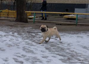Dog Photo
