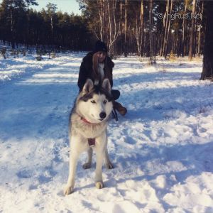 Dog Photo