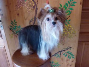 Dog Photo