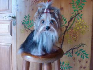 Dog Photo