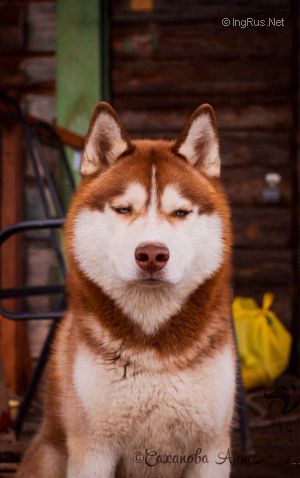 Dog Photo
