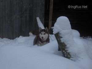 Dog Photo
