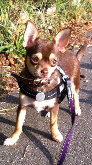 Dog Photo