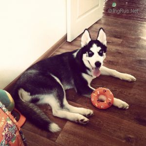 Dog Photo