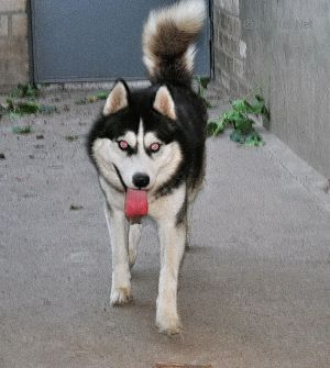 Dog Photo
