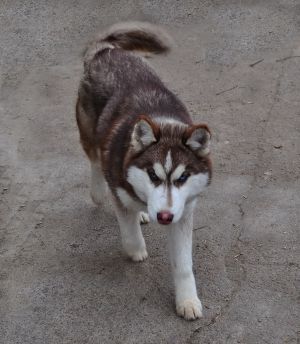 Dog Photo