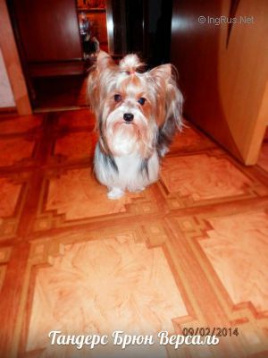 Dog Photo