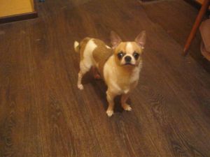 Dog Photo