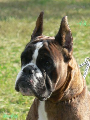Dog Photo
