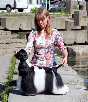 Dog Photo