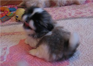 Dog Photo