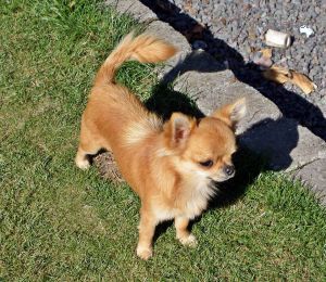 Dog Photo