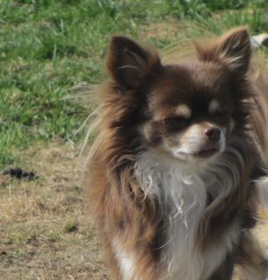 Dog Photo