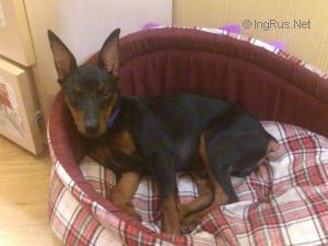 Dog Photo