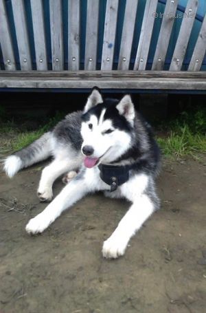 Dog Photo