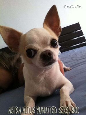 Dog Photo