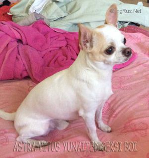 Dog Photo