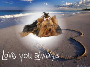 Dog Photo
