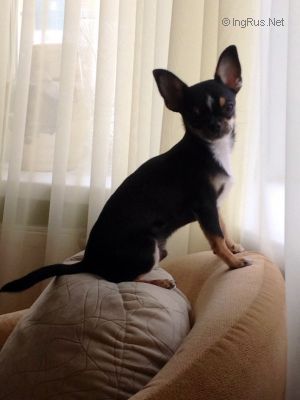 Dog Photo