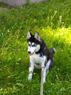 Dog Photo