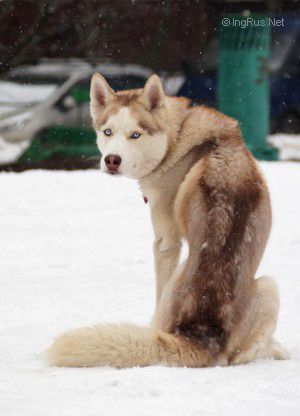 Dog Photo