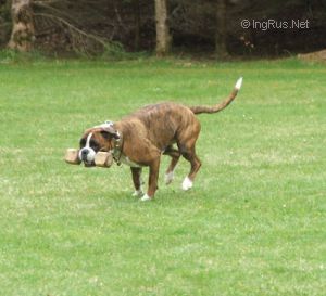 Dog Photo