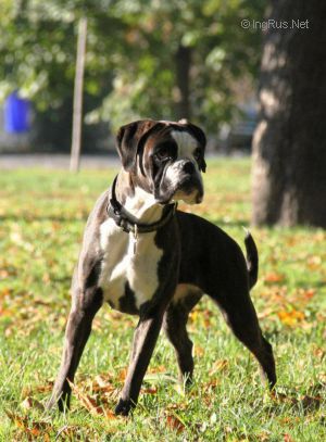 Dog Photo