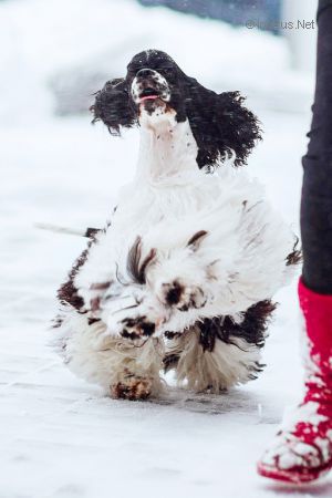 Dog Photo