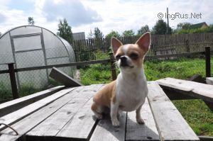 Dog Photo