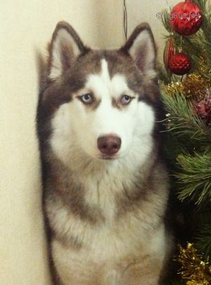 Dog Photo