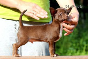 Dog Photo
