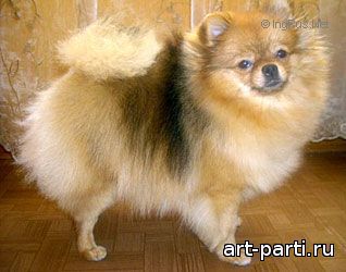 Dog Photo