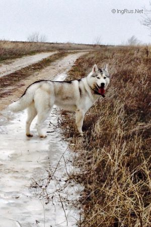 Dog Photo