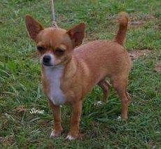 Dog Photo