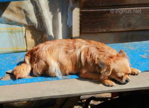 Dog Photo